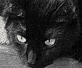 Maskottchen